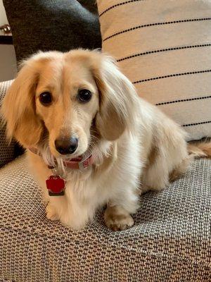 Dottie the Blonde bombshell after her grooming appointment with Jennifer! She made our dreams come true.