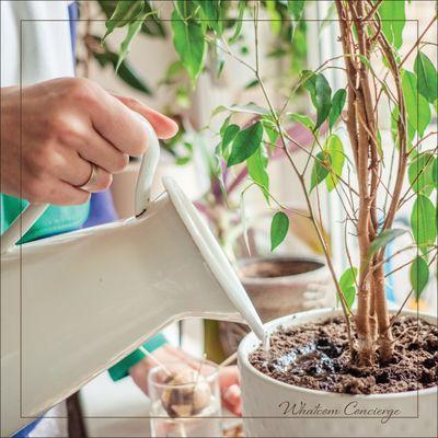 We will take care of your plants while you are away.