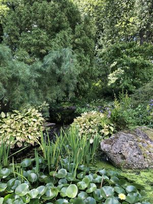 Pond with Snake.