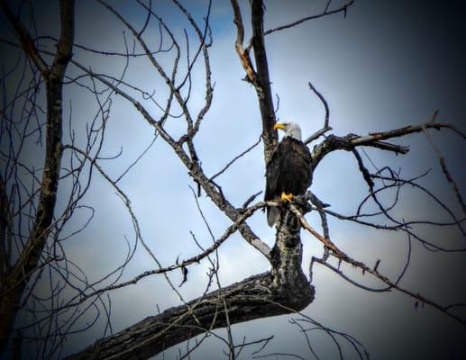 Watching over skiers on the Flathead River