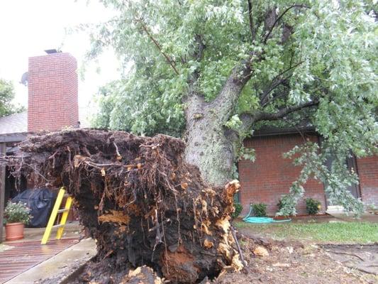 Arbor Masters Tree Service storm damage tree to remove.