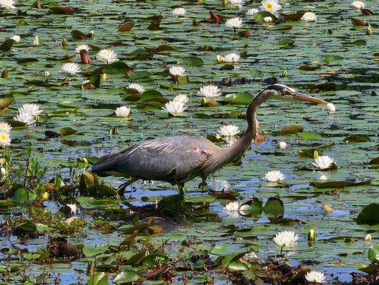 Great blue heron