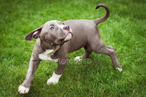 Cutie puppy playing