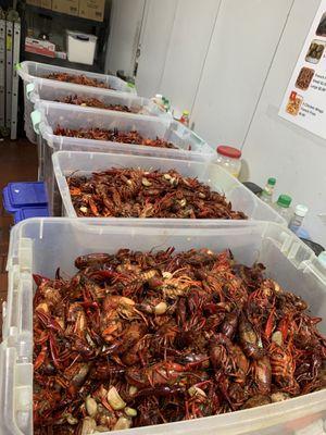 Boil crawfish and garlic shotshit