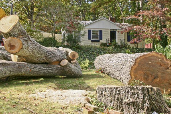 Tree Removal