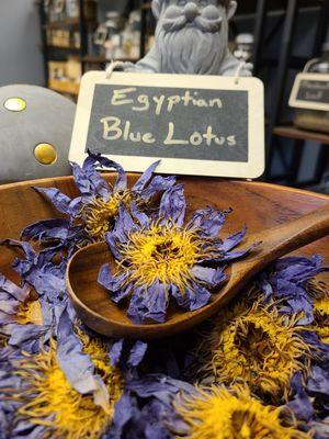 Egyptian Blue Lotus