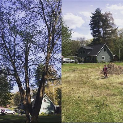 Before and after of a 65 foot maple tree. Only a 5 hour difference!