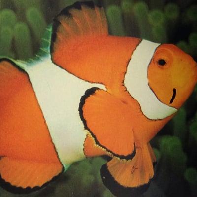 We carry a variety of clownfish