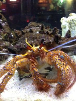 White spotted hermit crab