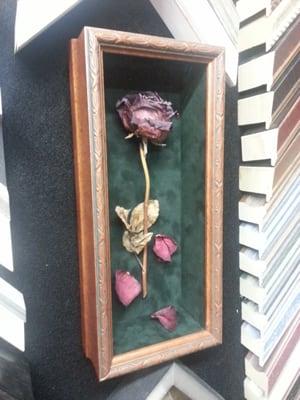 Rose shadowboxed