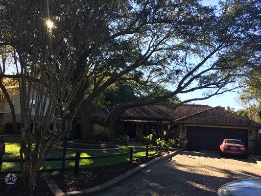 Pruning of an oak tree on a property we maintain.