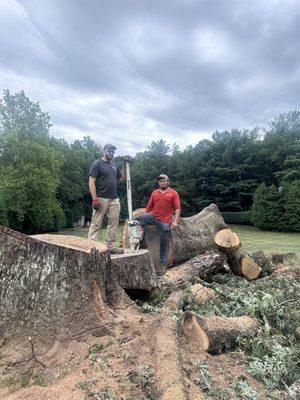 Large dying oak 48 inches in diameter. Down hauled and stump ground in 2 days