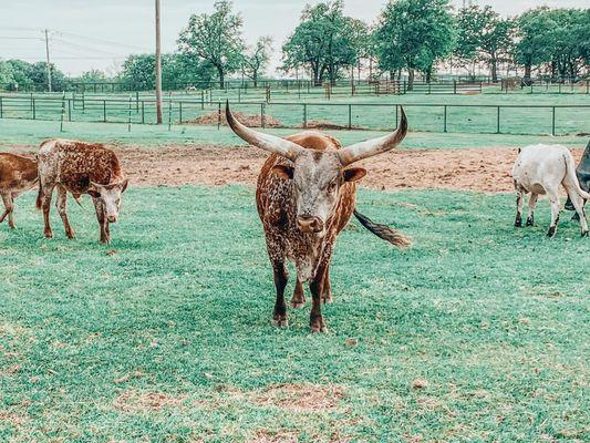 Texas Longhorns