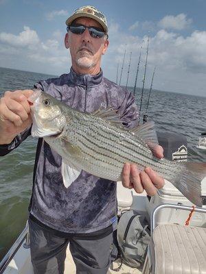 Hybrid Bass on Lake Tawakoni Texas