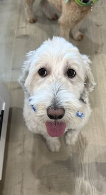 Cupcake after her grooming this afternoon. She's so happy to be clean again.