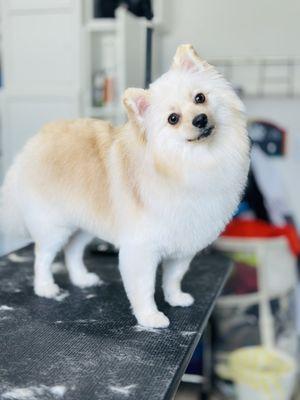 Pomeranian grooming