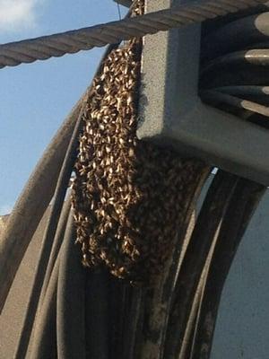 bee Swarm removed from a active Oil drilling site