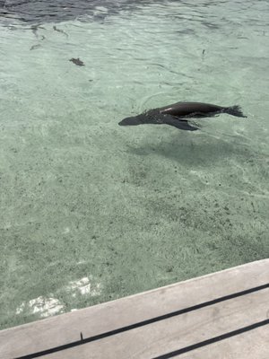 Curious seal