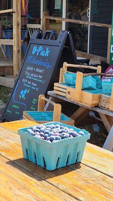 Blueberry Festival today!