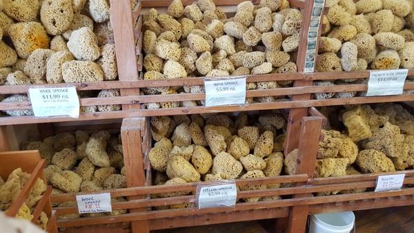 Inside the store are baskets of yellow, silk, and sea wool sponges, fresh from the water