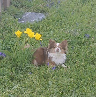 Papi at Easter.