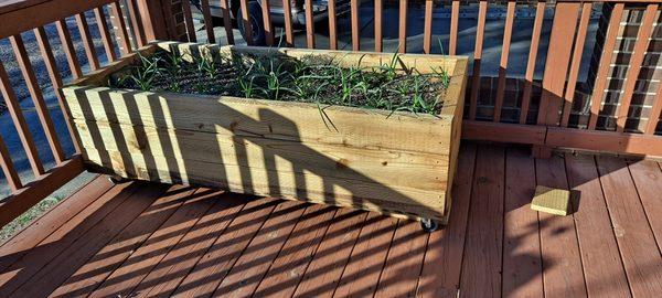 Raised Beds for Veggies