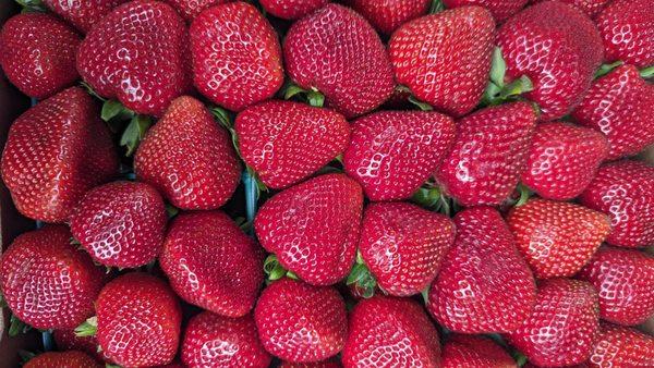 Super sweet, tender strawberries