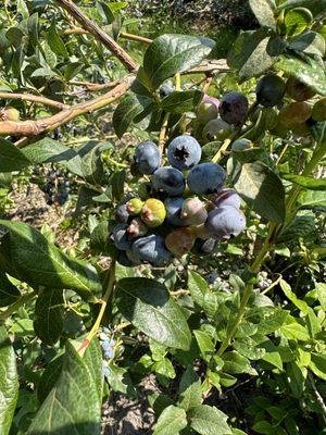 Reenders Blueberry Farm