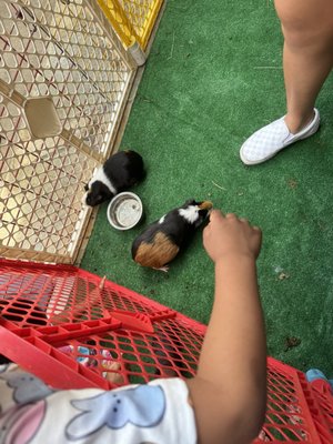 Guinea pigs?