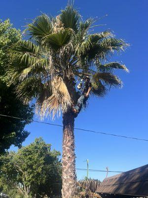 Trimming a Mexican fan palm.