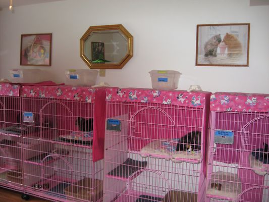 A Purrfect Place Cattery