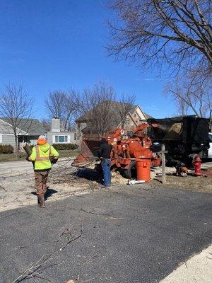 Front yard tree removal in Buffalo Grove, Illinois