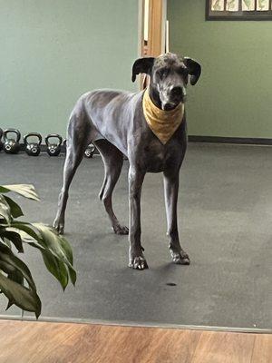 Oreo the official office greeter!