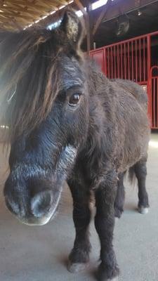 Smoky the mini pony