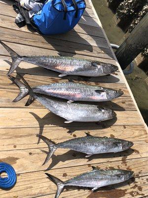 King Mackerel