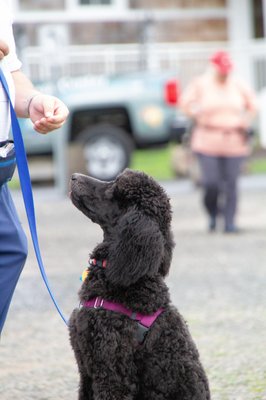 Sandy Paws Dog Training