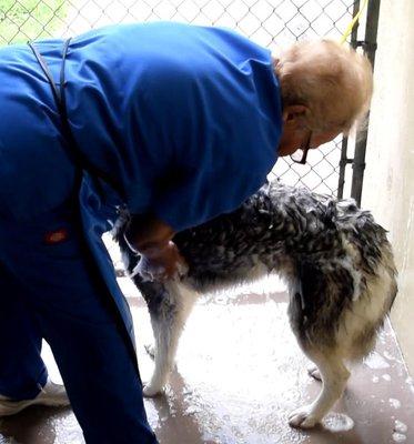 Dog Bathing