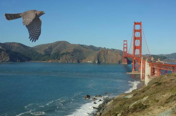 See the Wild Side of the San Francisco Bay Area on a Nature Trip