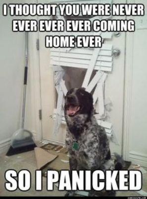 Is your dog the reason why your needs home some improvements? We are here to fix it.