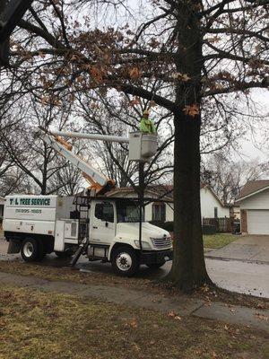 Our crews our Trimming trees over at Riverwood Trails again today in Florissant!