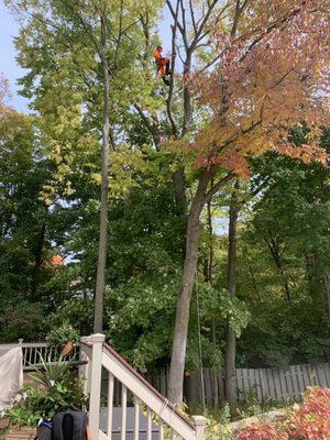 Mark Bristow Tree Service