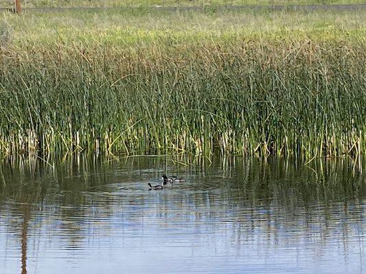 In the pond saw 2 juv coots ( bright yellow bills) with mama.