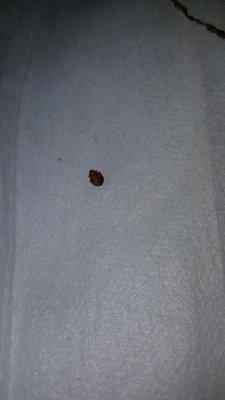 Bed bugs. Mngmt doesn't bother to address.