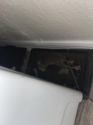 Rat from water heater