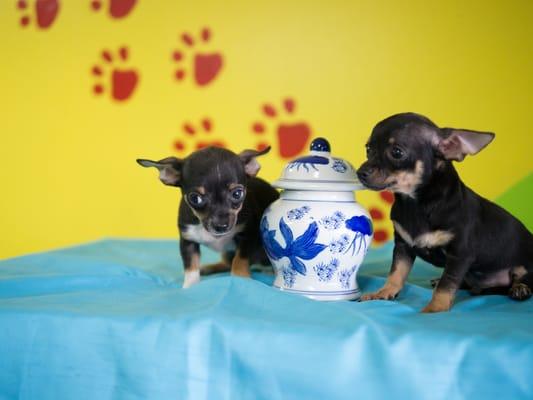 Chihuahua's for Sale