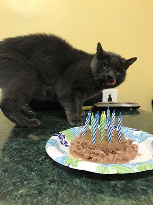 My kitty cat Szafirek's 12th birthday!