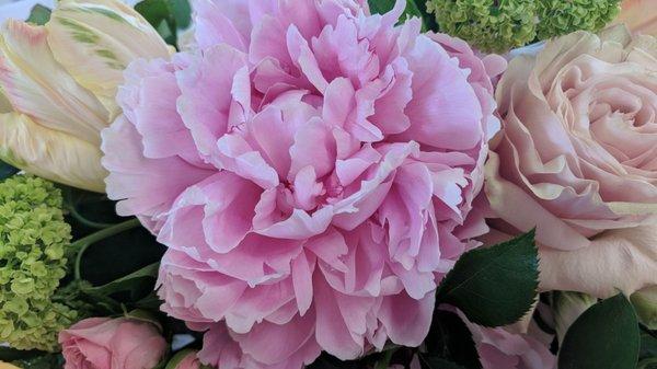 Most beautiful peonies I've seen