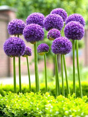 Allium Counseling