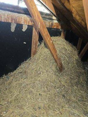 Squirrel nest in attic prior to removal. Yes - we do the dirty work!