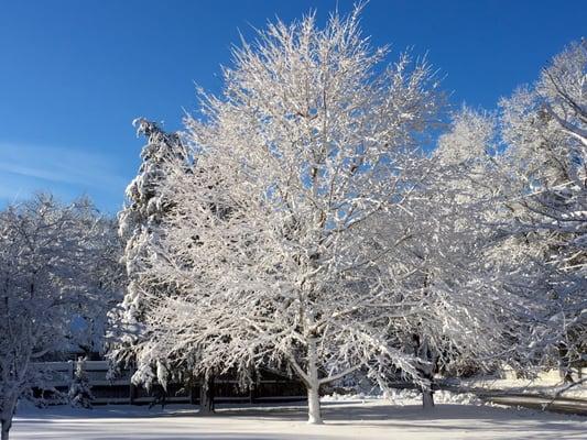 Sugar Maple in winter